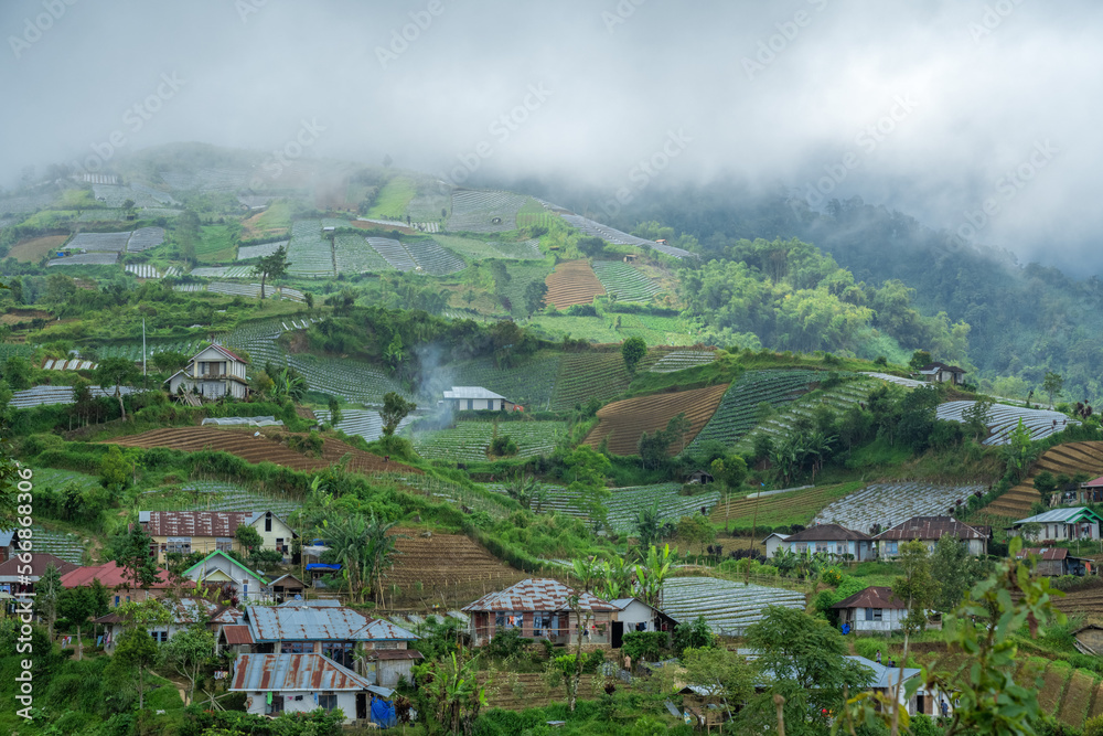 Fototapeta premium terraced vegetable garden on the hill