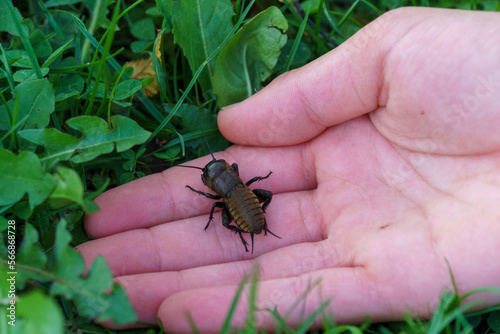 A cricket sits in a child's open hand, nestled in the grass