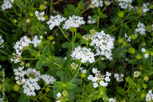 fresh flowers in the garden