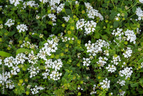 fresh flowers in the garden