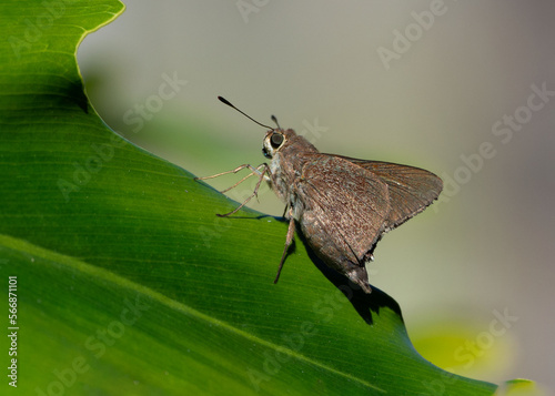 Fotografie Brown monk skipper butterfly with large black eye is on a curved green leaf