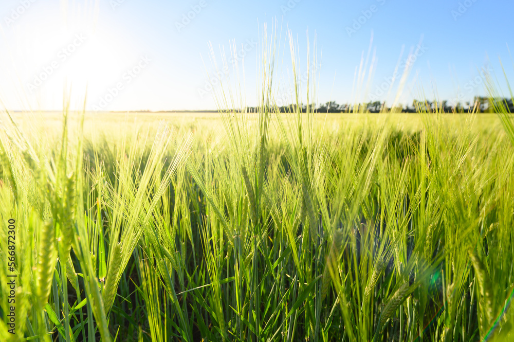 Green spikelets of wheat scatter with a blurred background Green spikelets of wheat scatter with a blurred background