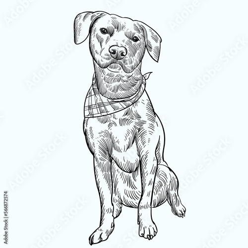 Vintage hand drawn sketch bandana Chesapeake Bay Retriever