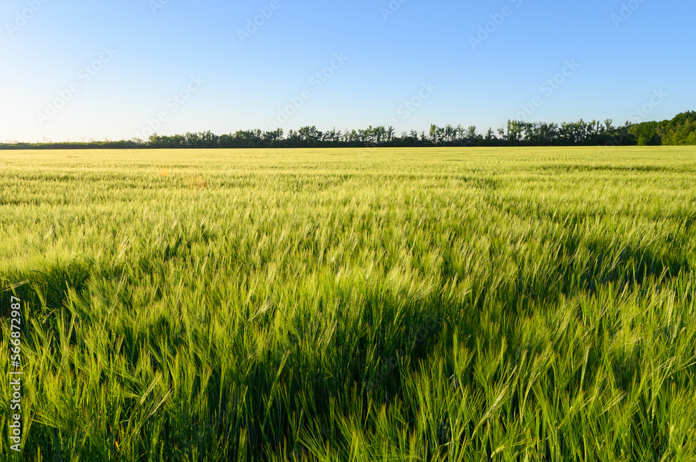 Green spikelets of wheat scatter with a blurred background