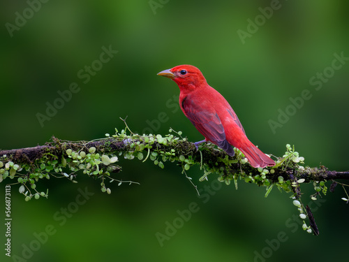 Summer Tanager portrait on mossy stick against dark green background