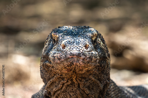 Face of Komodo Dragon on Komodo Island