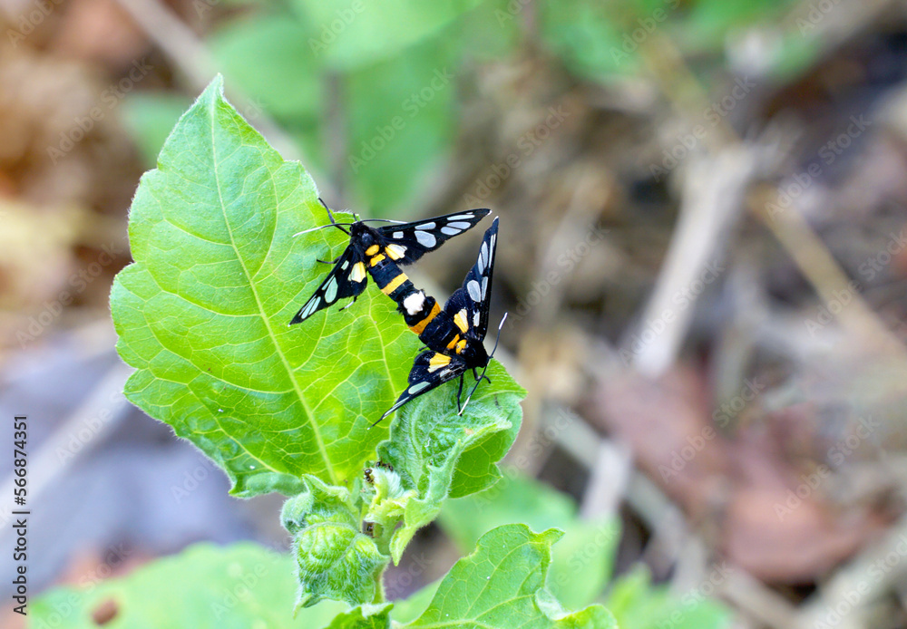 Two orange spotted moths mating on a leaf.soft and selective focus. Two orange spotted moths mating on a leaf.soft and selective focus.