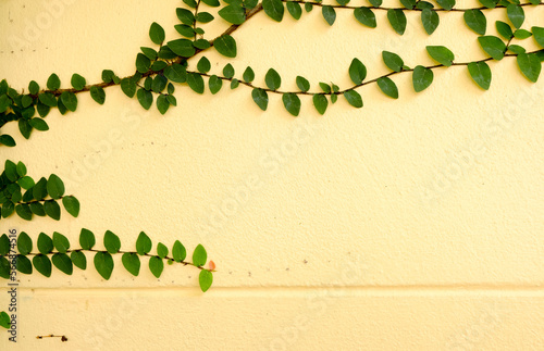 Yellow walls of the leaves for background