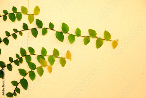 Yellow walls of the leaves for background
