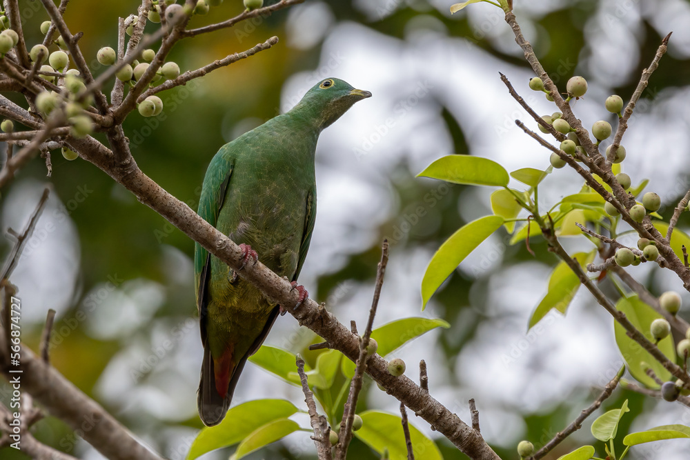 Nature wildlife image of black-naped fruit dove perching on fruit tree Nature wildlife image of black-naped fruit dove perching on fruit tree