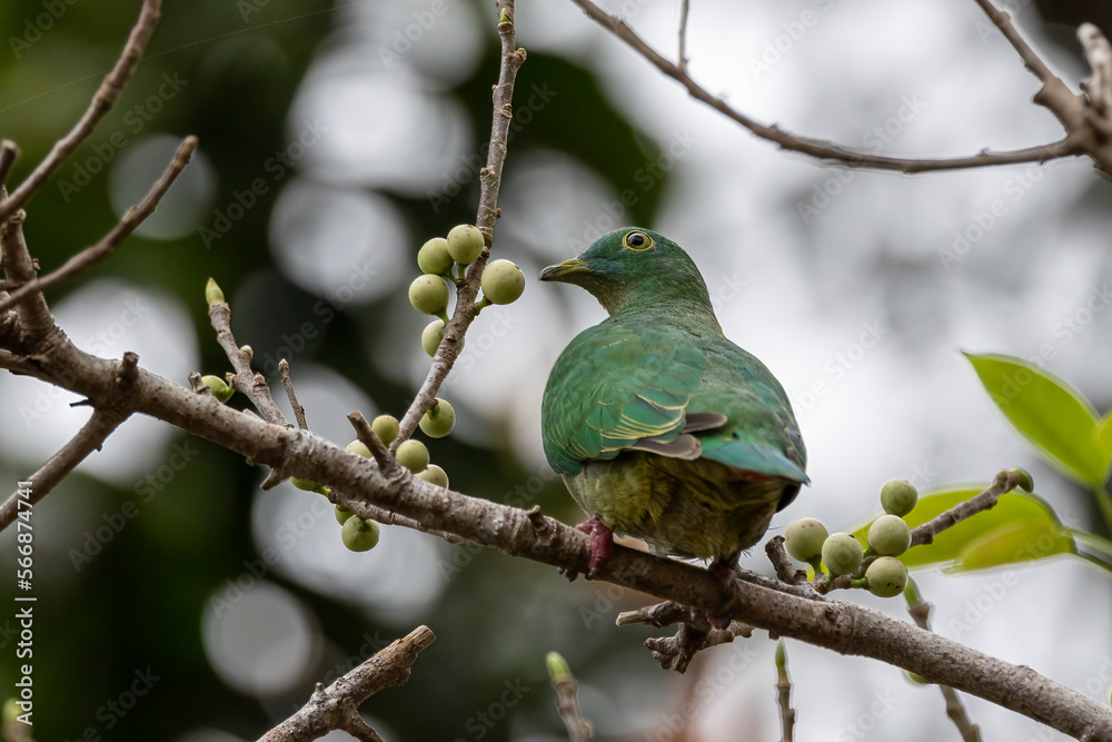 Nature wildlife image of black-naped fruit dove perching on fruit tree Nature wildlife image of black-naped fruit dove perching on fruit tree