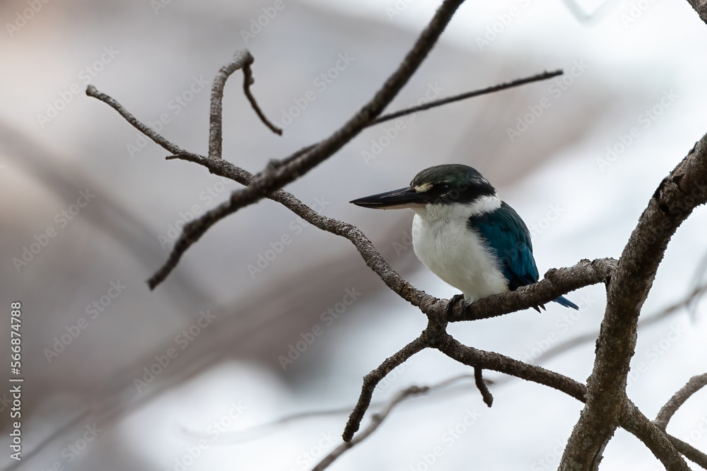 Nature wildlife Collared Kingfisher perching on dead tree branch