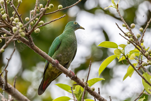 Nature wildlife image of black-naped fruit dove perching on fruit tree