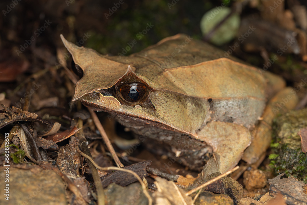 Fototapeta premium Nature wildlife image of The Bornean Horn Frog (Megophrys Nasuta)