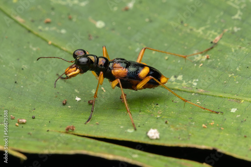 Nature macro image of a colorful Tiger Beetle - Cicindelidae, Therates sp. photo