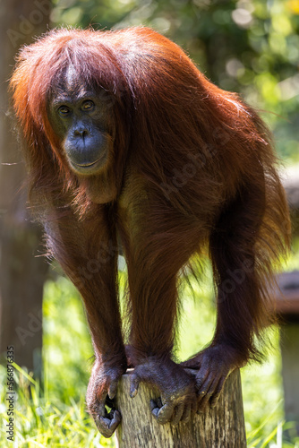 Close-up nature wildlife image of Orangutans, orangutans are currently found in only the rainforests of Borneo and Sumatra.(selective focus and motion blur)