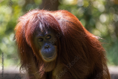 Close-up nature wildlife image of Orangutans, orangutans are currently found in only the rainforests of Borneo and Sumatra.(selective focus and motion blur)