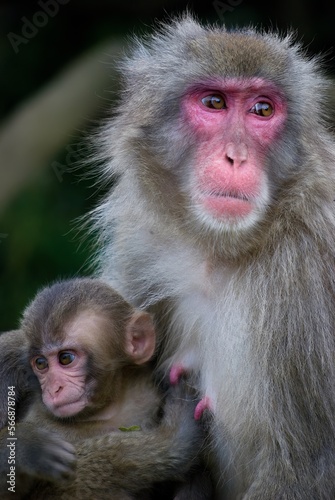 mother and baby Japanese macaques in an embrace during nursing behavior in Kyoto © Khaleel