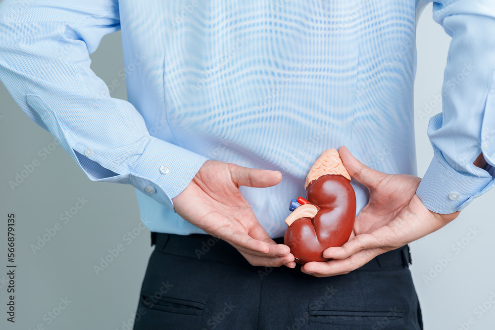 Man holding Anatomical human kidney Adrenal gland model. disease of