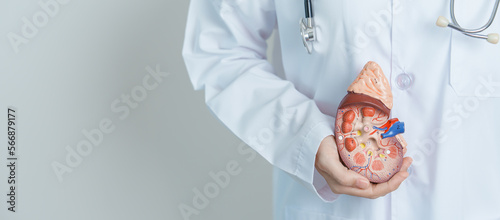 Bilde på lerret Doctor holding Anatomical kidney Adrenal gland model