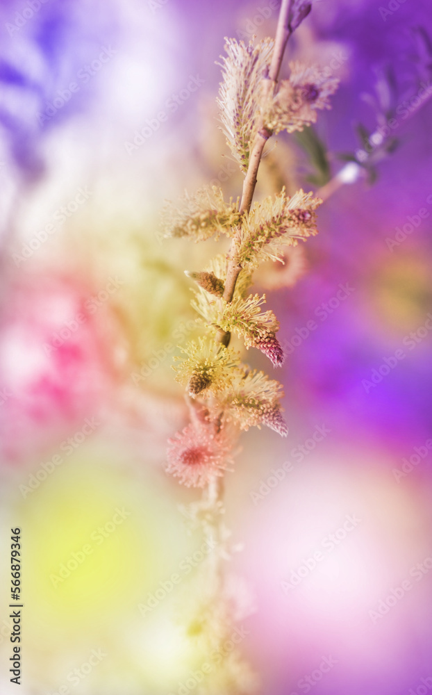 Close up pussy willow branches background . Spring easter pussy willow branches . Colorful nature. Vertical banner
