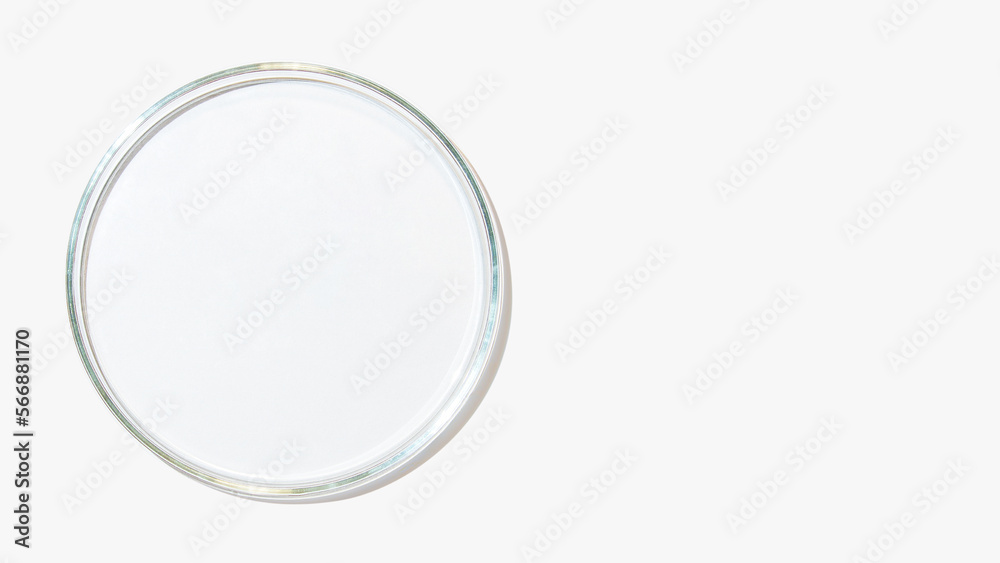 An empty petri dish on a light background. An empty petri dish on a light background.