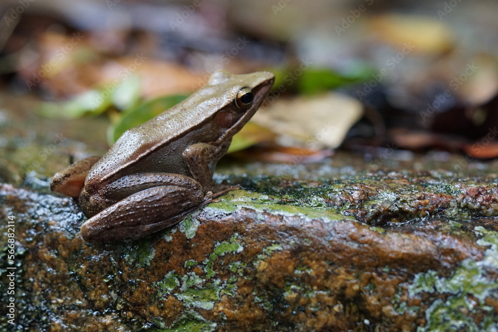 Naklejka premium frog on stone