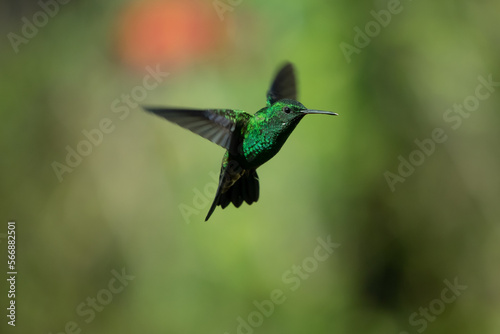 hummingbird, small bird with fast flight and iridescent colors