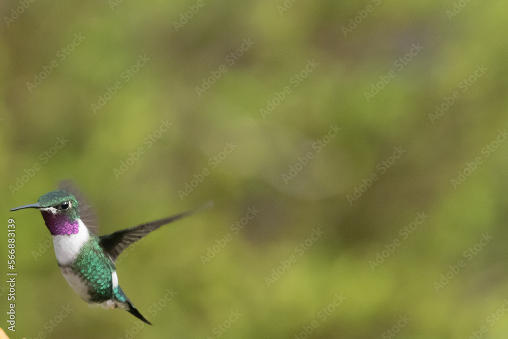 Fototapeta premium hummingbird, small bird with fast flight and iridescent colors