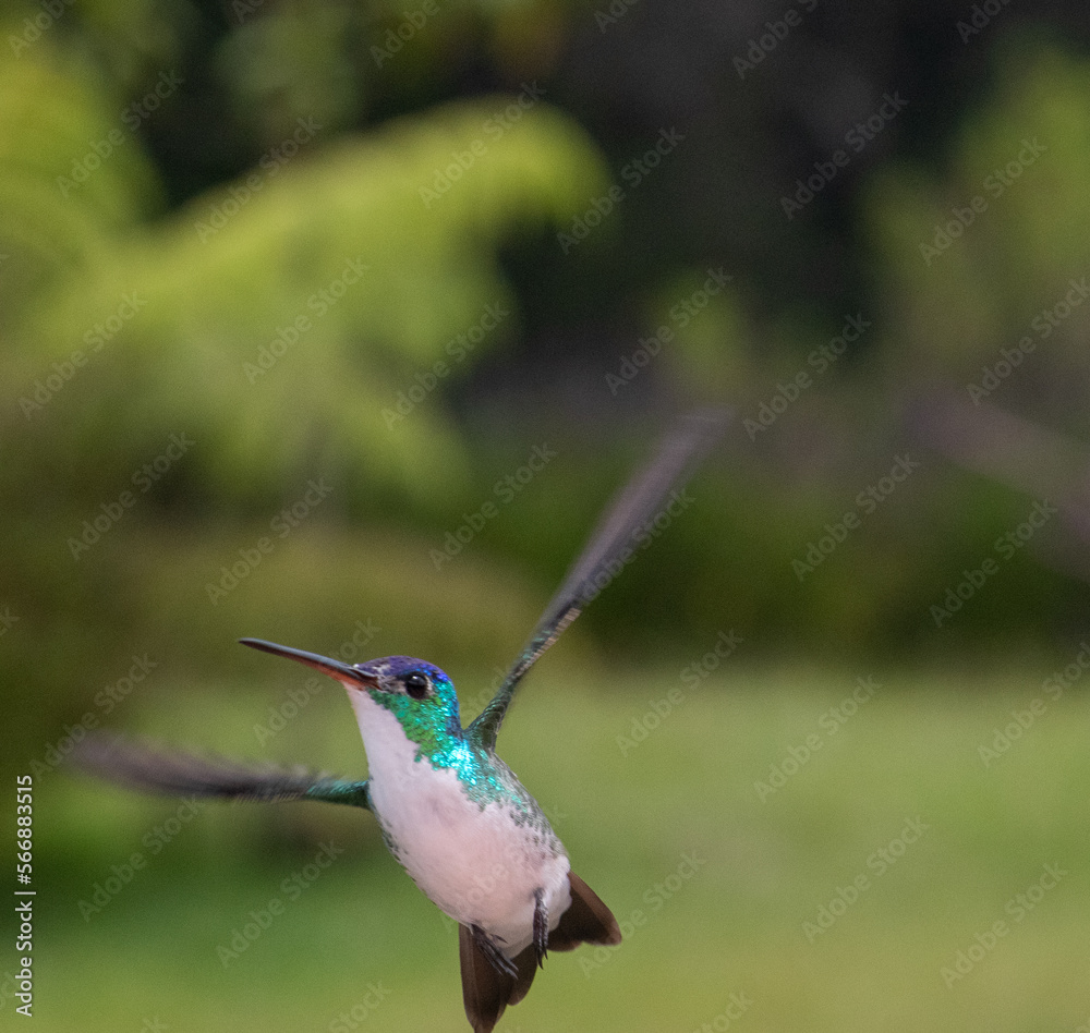 Fototapeta premium hummingbird, small bird with fast flight and iridescent colors
