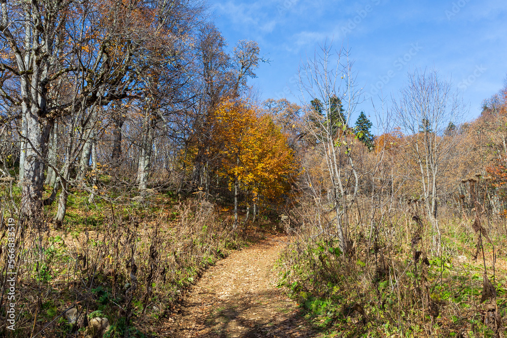 autumn in the highlands, the state of nature in a lyrical mood, the colors and colors of an autumn day, nature walks.* autumn in the highlands, the state of nature in a lyrical mood, the colors and colors of an autumn day, nature walks.*