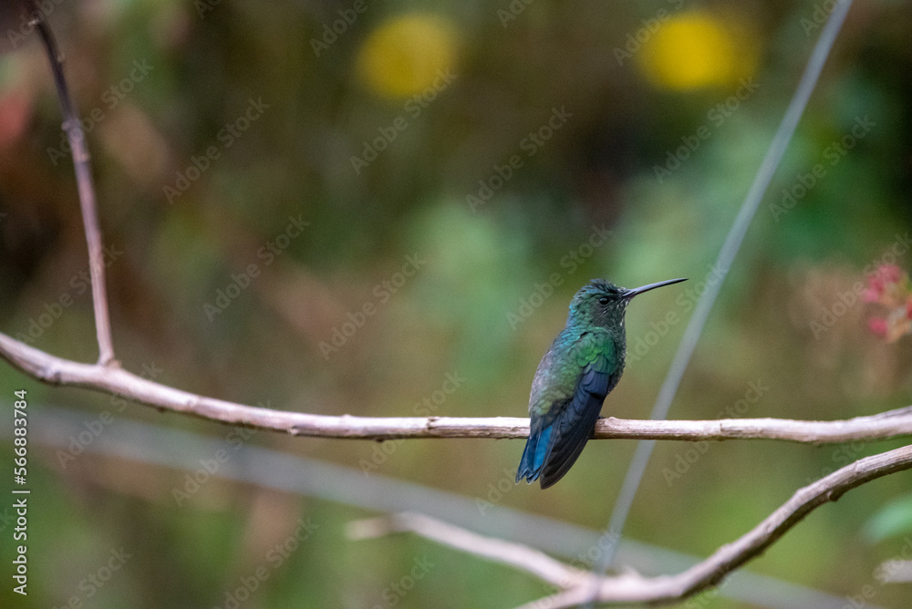 hummingbird, small bird with fast flight and iridescent colors hummingbird, small bird with fast flight and iridescent colors