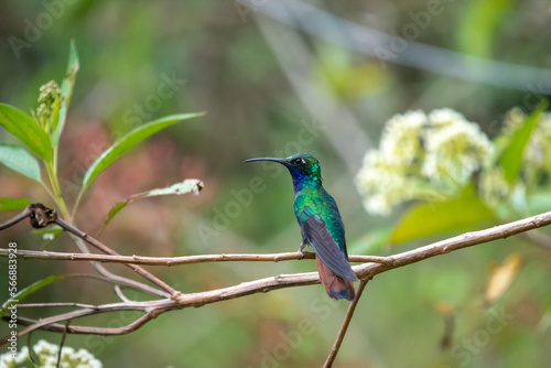 hummingbird, small bird with fast flight and iridescent colors