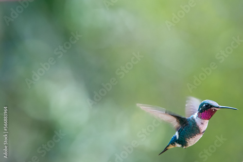 hummingbird, small bird with fast flight and iridescent colors © Alejandro Sanchez