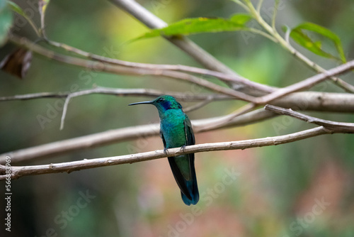 hummingbird, small bird with fast flight and iridescent colors