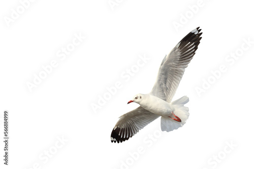 Beautiful seagull flying isolated on transparent background png file photo