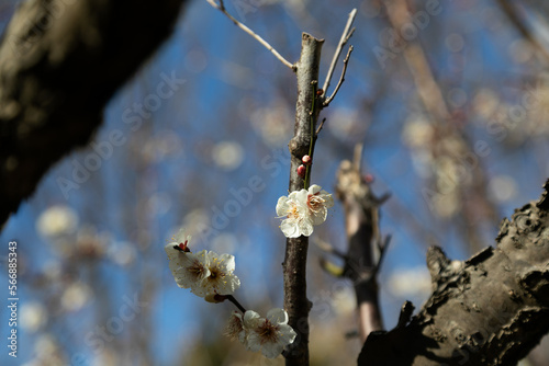 早春の白い梅の花