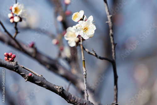 早春の白い梅の花