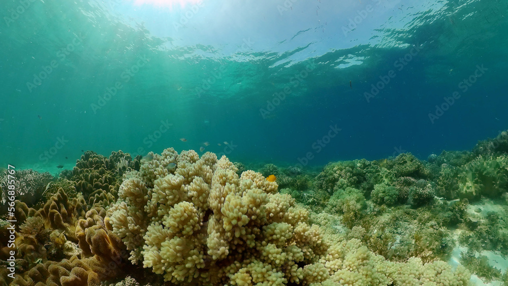 Fototapeta premium Beautiful underwater landscape with tropical fish and corals. Philippines.