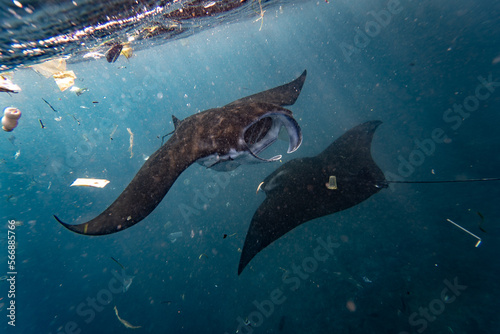 manta rays swimming with plastic trash © Stepan