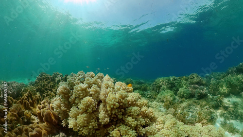 Fototapeta Naklejka Na Ścianę i Meble -  Beautiful underwater landscape with tropical fish and corals. Philippines.