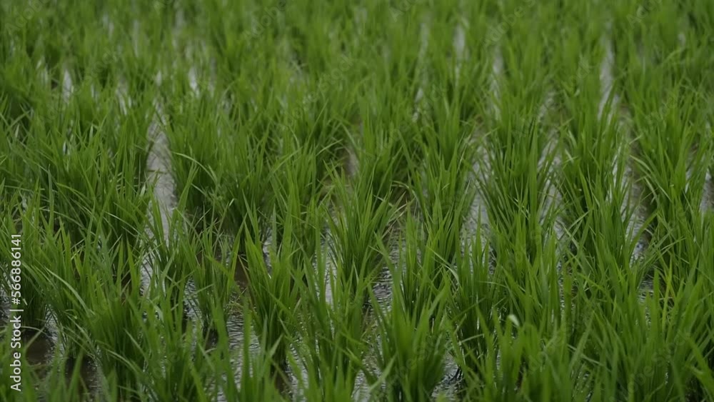 Rice Field Rice Field
