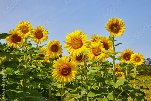 Sunflower field with happy yellow flowers turned towards the sun against a blue sky in summer