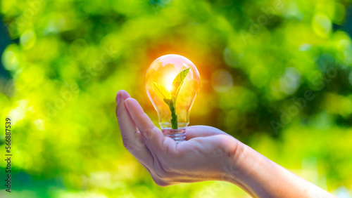 concept eco earth day. green tree growing in a light bulb On the background blurred image of green leaves and there is a golden light in the morning. energy saving and environmental protection.. photo