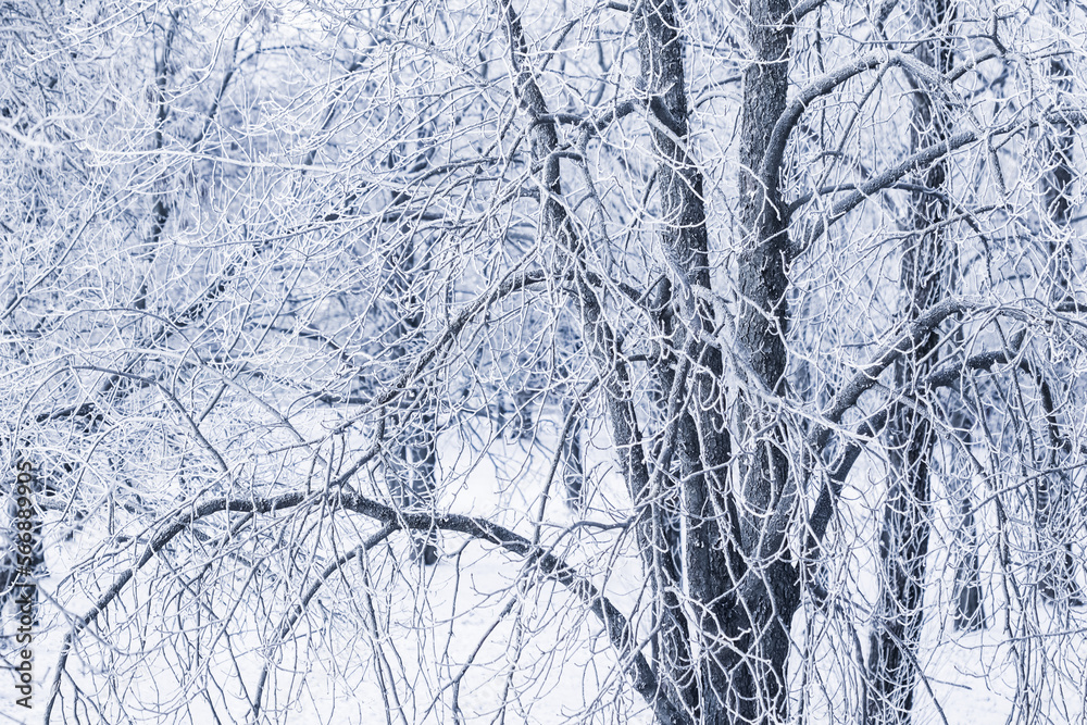 Obraz premium Background of tree branches covered with frost. Landscape of nature with fog and white snow