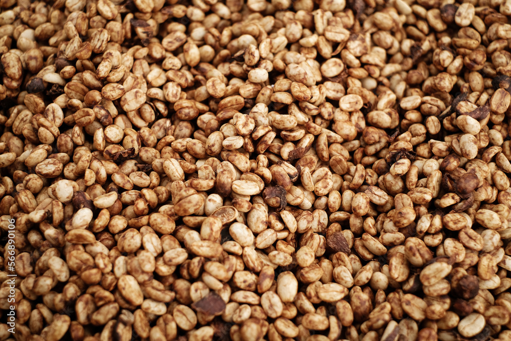 Coffee Processing ,Natural Dry Process ,Pulped-natural, Semi-dry Process ,Honey Process, Cherry coffee beans, yellow coffee ripeness dry . Coffee Processing ,Natural Dry Process ,Pulped-natural, Semi-dry Process ,Honey Process, Cherry coffee beans, yellow coffee ripeness dry .