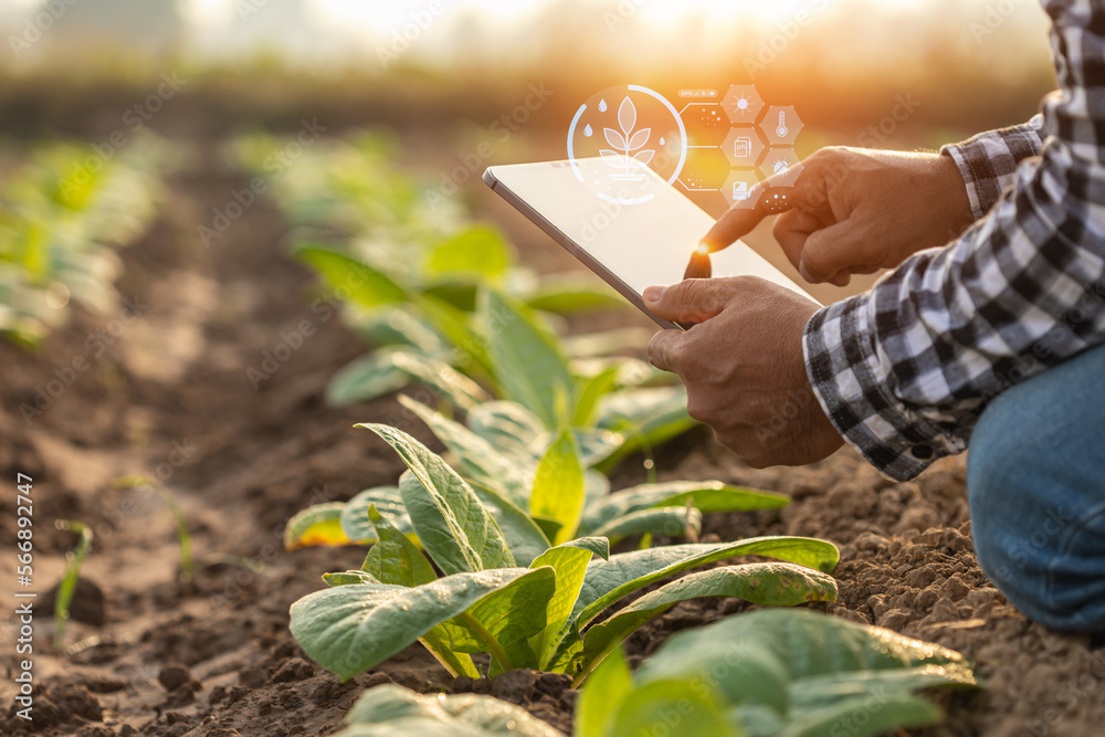 custom made wallpaper toronto digitalFarmer working in the tobacco field. Man is examining and using digital tablet to management, planning or analyze on tobacco plant after planting. Technology for agriculture Concept