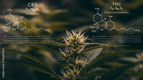 flowers and marijuana plants .CBD THC chemical structure formula, cannabis industry, hemp cultivation, pharmaceutical business, CBD and THC constituents in cannabis and medical health.with copy space