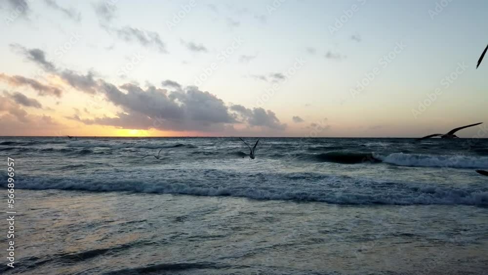 Flock of seagulls in the beach with waves reaching the shore during a sunset at Playa del Carmen in the Mayan Riviera, México. Flock of seagulls in the beach with waves reaching the shore during a sunset at Playa del Carmen in the Mayan Riviera, México.