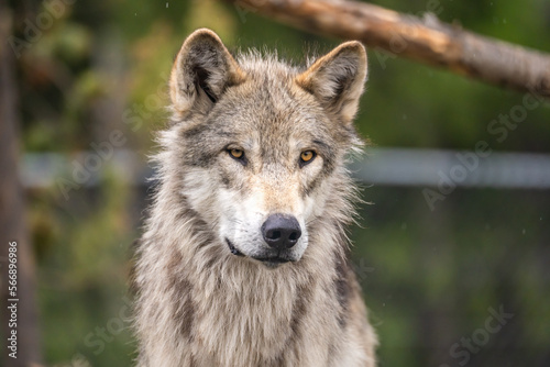 Portrait of wolf at Yellowstone Grizzly and Wolf Discovery Center.